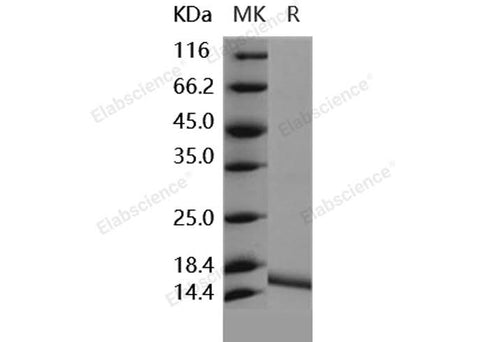 > 96 % as determined by reducing SDS-PAGE.
