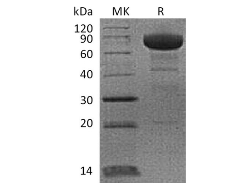 Recombinant Cynomolgus PD-L1/B7-H1/CD274 Protein (Fc Tag) - ABMIUM