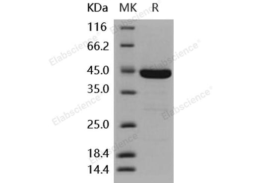 > 96 % as determined by reducing SDS-PAGE.