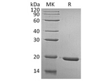 > 95 % as determined by reducing SDS-PAGE.