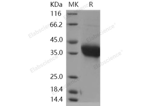 > 93 % as determined by reducing SDS-PAGE.