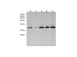 Anti-Human/Mouse/Rat NRAS Antibody - ABMIUM