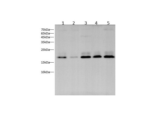 Anti-Human/Mouse/Rat NRAS Antibody - ABMIUM
