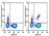 Anti-Human TCRVβ13.1 Antibody [H131] - ABMIUM