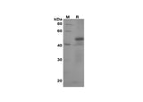 SDS-PAGE analysis of Human AK2/Adenylate kinase 2 proteins, 2 μg/lane of Recombinant Human AK2/Adenylate kinase 2 proteins was resolved with SDS-PAGE under reducing conditions, showing bands at 52 kDa.