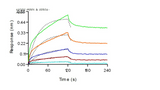 Mouse CD16/FCGR3 Protein 37777,Loaded Monoclonal Anti-Human CD3 Antibody, Mouse IgG2a (OKT3) on ProA Biosensor, can bind Recombinant Mouse CD16/FCGR3 Protein, His Tag (Cat: PKSM040733) with an affinity constant of 322nM as determined in BLI assay (Sartorius Octet RED384).