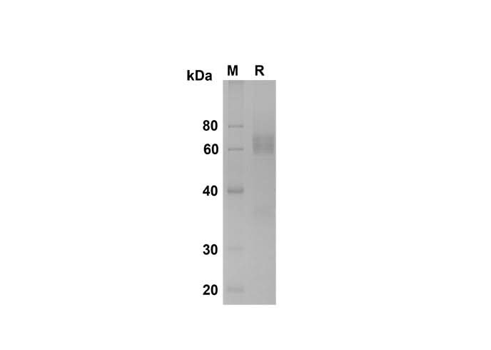 SDS-PAGE analysis of Mouse IL-7 Rα/CD127 proteins , 2 μg/lane of Recombinant Mouse IL-7 Rα/CD127 proteins was resolved with SDS-PAGE under reducing conditions , showing bands at 60 kDa.