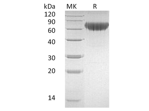 > 95 % as determined by reducing SDS-PAGE.