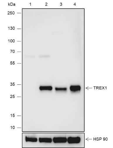 Anti-Human TREX1 Antibody [A643]