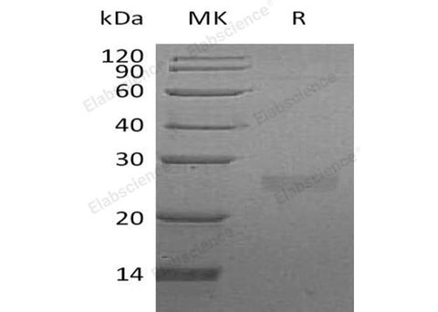 > 90 % as determined by reducing SDS-PAGE.