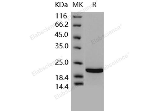 > 96 % as determined by reducing SDS-PAGE.