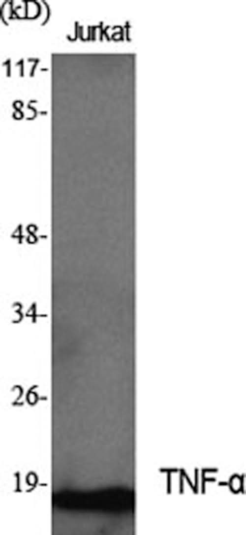 Western Blot analysis of Jurkat cells with TNF alpha Polyclonal Antibody