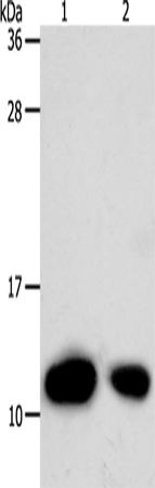 Anti-Human/Rat TXN Antibody - ABMIUM
