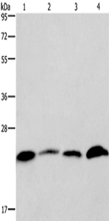 Anti-Human CMTM6 Antibody - ABMIUM