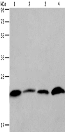 Anti-Human CMTM6 Antibody - ABMIUM
