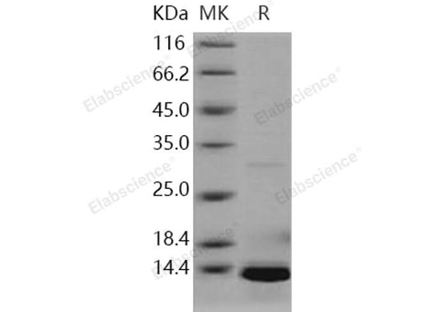 > 92 % as determined by reducing SDS-PAGE.
