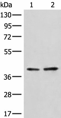 Western blot analysis of A172 and LO2 cell lysates using HNRNPA3 Polyclonal Antibody at dilution of 1:500