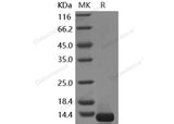 Recombinant Human COL6A3/Collagen-VI Protein (His Tag) - ABMIUM