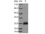 > 96 % as determined by reducing SDS-PAGE.