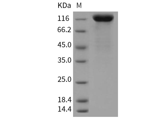 > 95 % as determined by reducing SDS-PAGE.