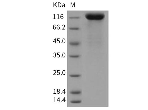 > 95 % as determined by reducing SDS-PAGE.