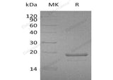 > 95 % as determined by reducing SDS-PAGE.