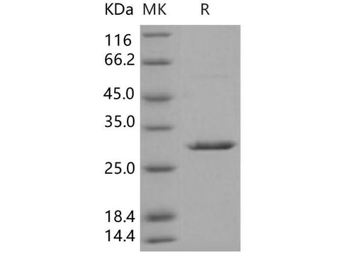 > 93 % as determined by reducing SDS-PAGE.