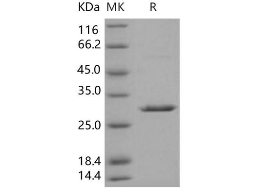 > 93 % as determined by reducing SDS-PAGE.