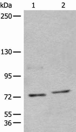 Anti-Human/Mouse NCAPH Antibody