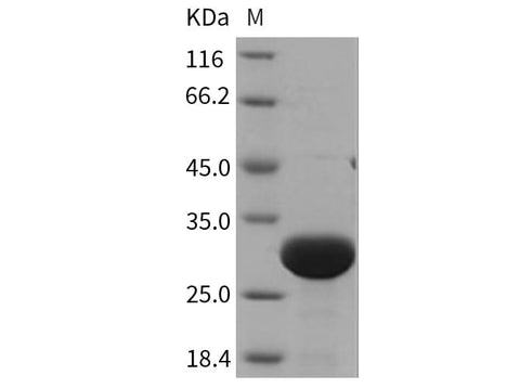 > 95 % as determined by reducing SDS-PAGE.