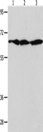 Anti-Human/Mouse/Rat AIFM1 Antibody - ABMIUM