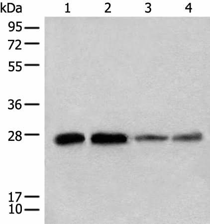 Western blot analysis of 293T A549 Jurkat and HEPG2 cell lysates using CHCHD3 Polyclonal Antibody at dilution of 1:500