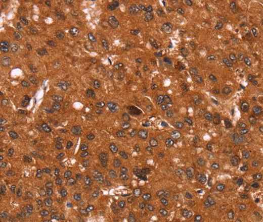 Anti-Human/Mouse/Rat Cyclin D3 Antibody