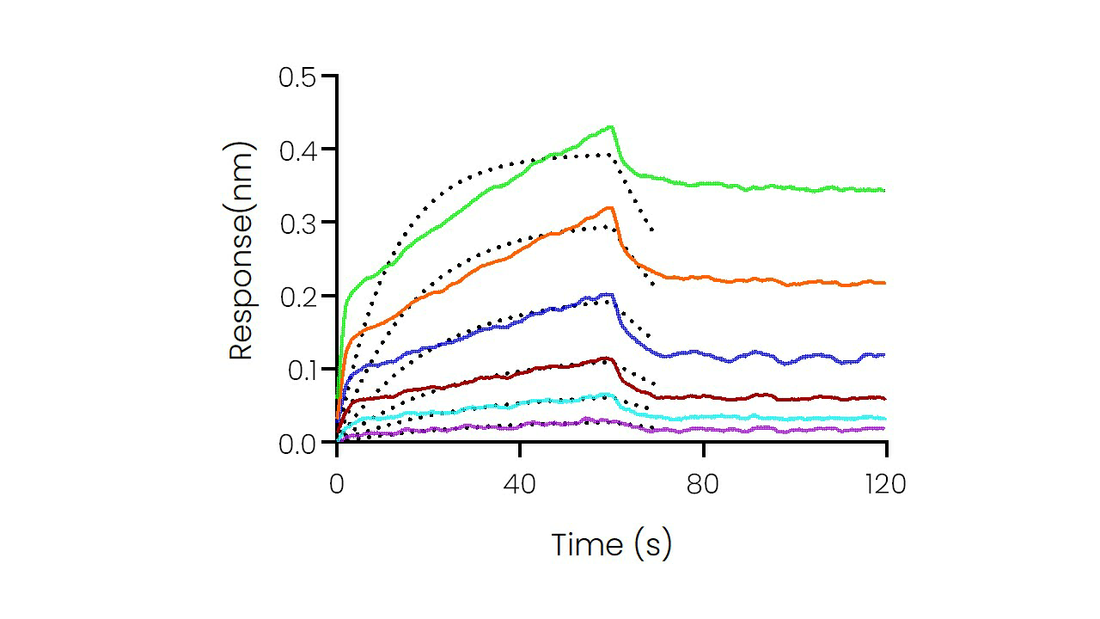 Loaded Recombinant Human CD58/LFA-3 Protein, hFc Tag (Cat: PKSH030847) on ProA Biosensor, can bind Recombinant Human CD2 Protein, His Tag (Cat: PKSH031320) with an affinity constant of 1.36 μM as determined in BLI assay (Sartorius Octet RED384).
