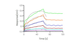 Loaded Recombinant Human CD58/LFA-3 Protein, hFc Tag (Cat: PKSH030847) on ProA Biosensor, can bind Recombinant Human CD2 Protein, His Tag (Cat: PKSH031320) with an affinity constant of 1.36 μM as determined in BLI assay (Sartorius Octet RED384).