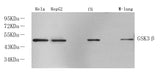 Western Blot analysis of various samples using GSK3 beta Polyclonal Antibody at dilution of 1:1000.