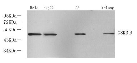 Western Blot analysis of various samples using GSK3 beta Polyclonal Antibody at dilution of 1:1000.