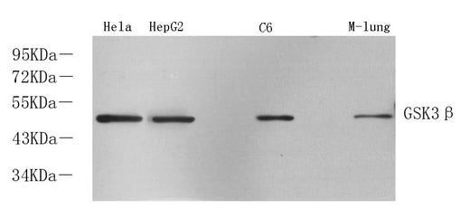 Western Blot analysis of various samples using GSK3 beta Polyclonal Antibody at dilution of 1:1000.