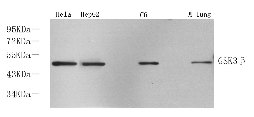 Western Blot analysis of various samples using GSK3 beta Polyclonal Antibody at dilution of 1:1000.