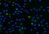 Anti-Mouse LILRB3 Antibody [B487]