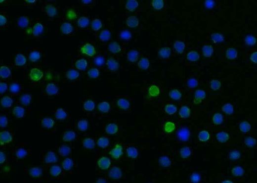 Anti-Mouse LILRB3 Antibody [B487] - ABMIUM