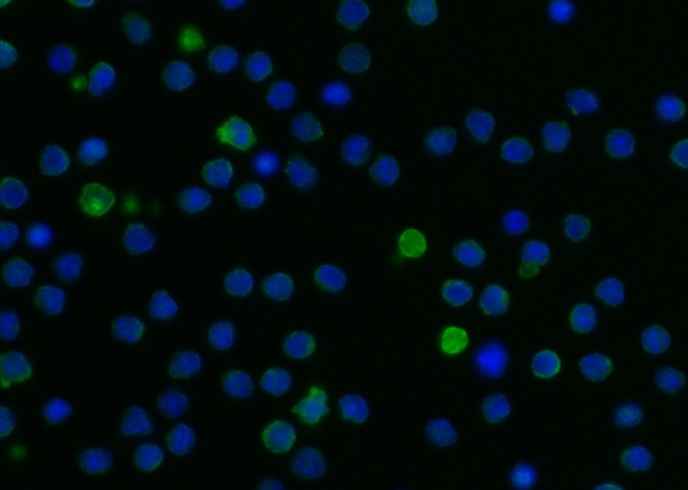 Anti-Mouse LILRB3 Antibody [B487]
