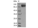 > 98 % as determined by reducing SDS-PAGE.
