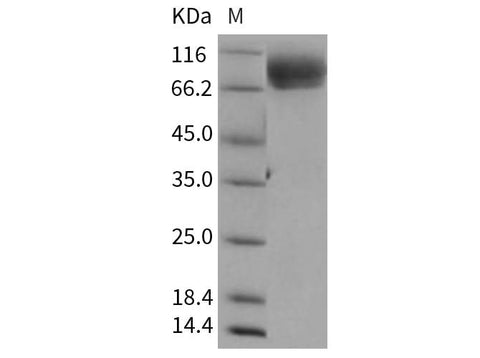 > 98 % as determined by reducing SDS-PAGE.