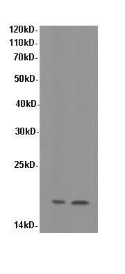 Western Blot analysis of Hela and K562 cells using SOD1 Polyclonal Antibody at dilution of 1:600