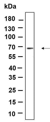 Anti-Human/Mouse/Rat AMPK α1, 2 Antibody [B911]