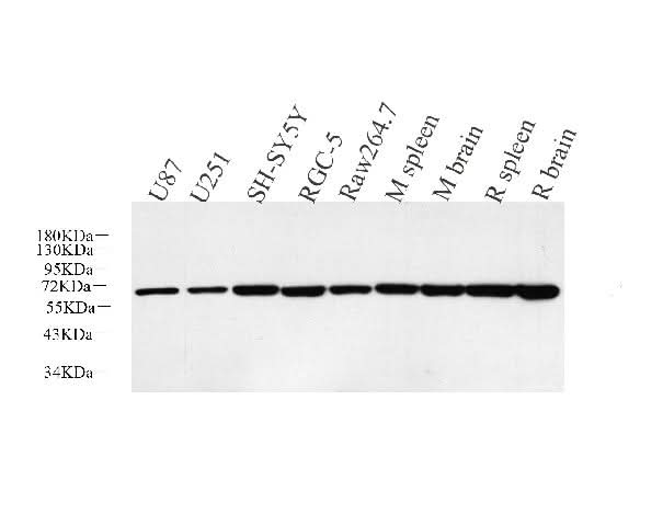 Western Blot analysis of various samples using HSP60 Polyclonal Antibody at dilution of 1:5000.
