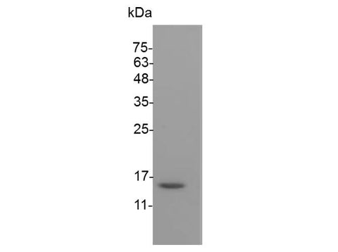 > 95 % as determined by reducing SDS-PAGE.