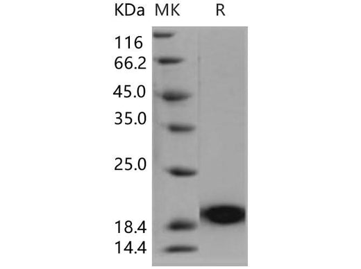 > 92 % as determined by reducing SDS-PAGE.