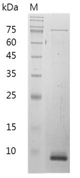 > 98 % as determined by reducing SDS-PAGE.